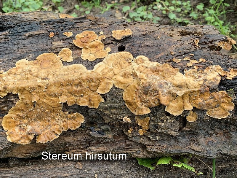 Stereum hirsutum-amf1783-1.jpg - Stereum hirsutum ; Syn1: Auricularia reflexa ; Syn2: Thelephora hirsuta ; Nom français: Stérée hirsute
